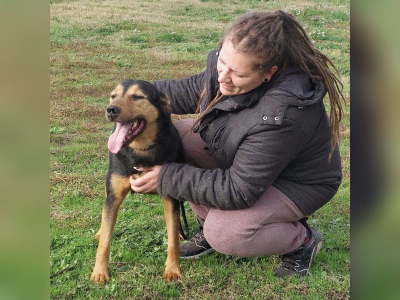 Mirsad eine Seele von Hund