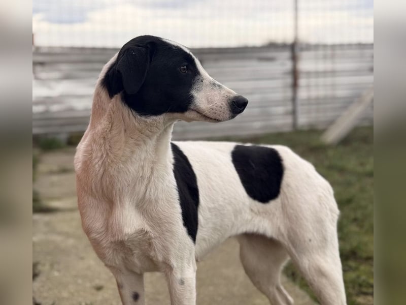 Gala die Wunderschöne