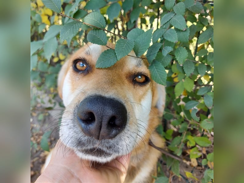 Der wunderschöne Enzo sucht seine Familie
