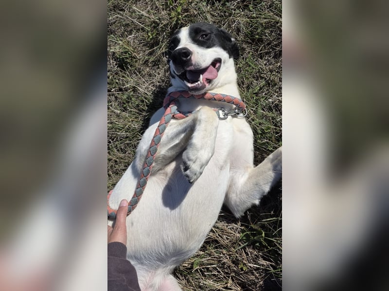 Django ein lieber Hundebub