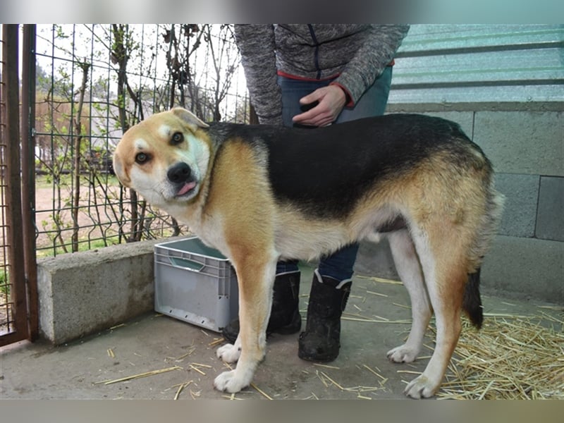 Der wunderschöne Enzo sucht seine Familie