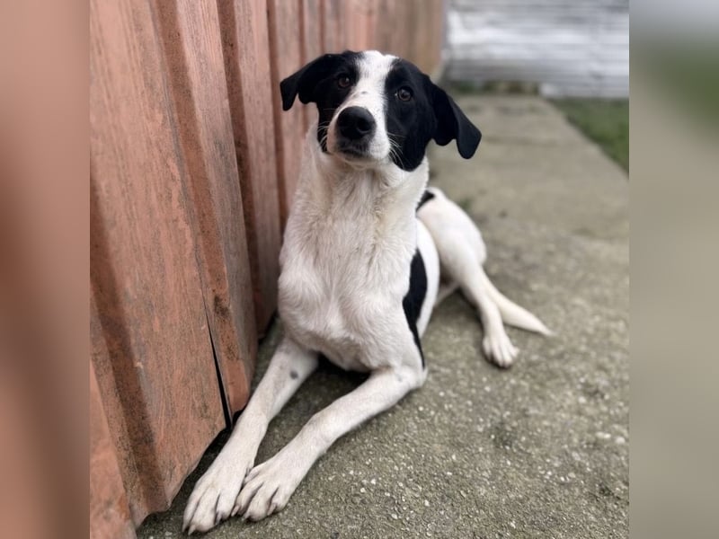 Gala die Wunderschöne