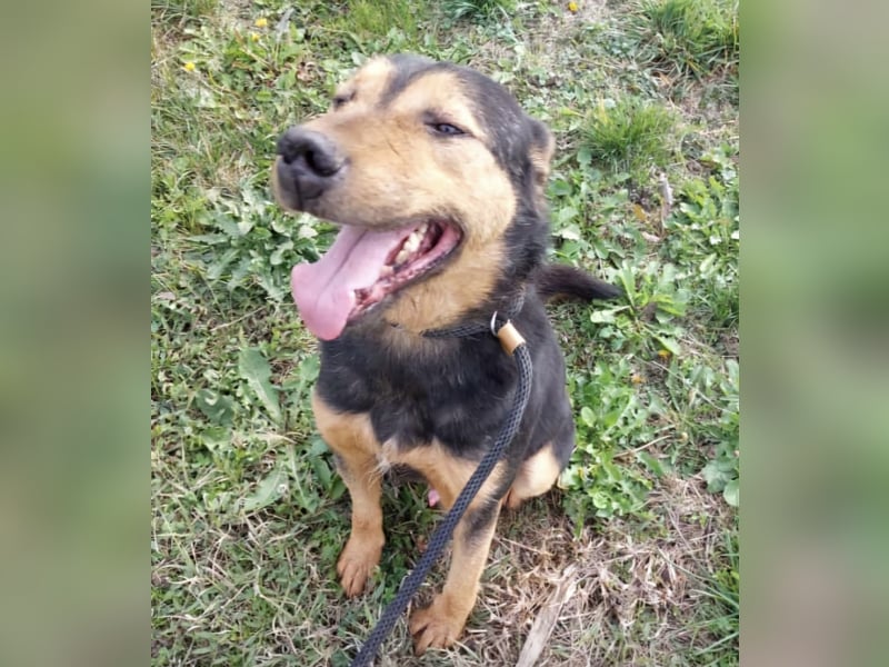 Mirsad eine Seele von Hund