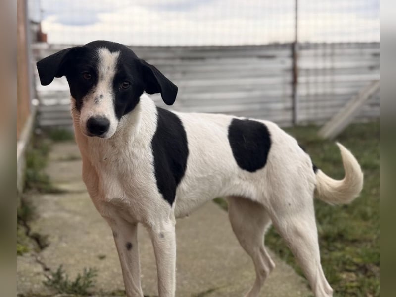 Gala die Wunderschöne