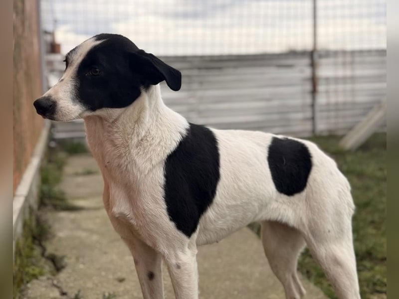 Gala die Wunderschöne