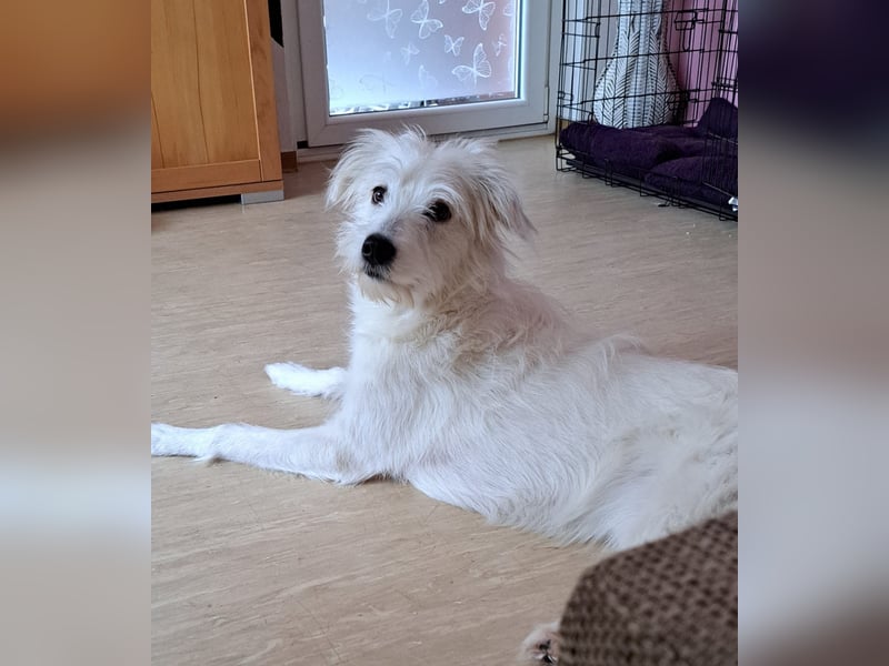 Junge Hündin Nele sucht neues Zuhause