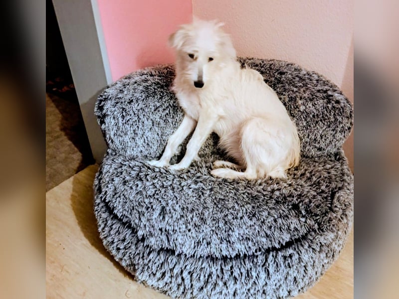 Junge Hündin Nele sucht neues Zuhause