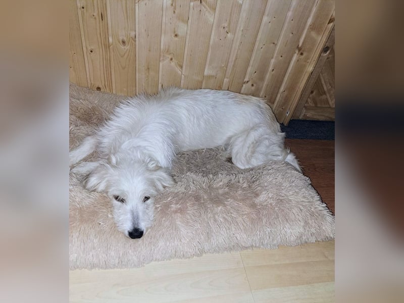 Junge Hündin Nele sucht neues Zuhause