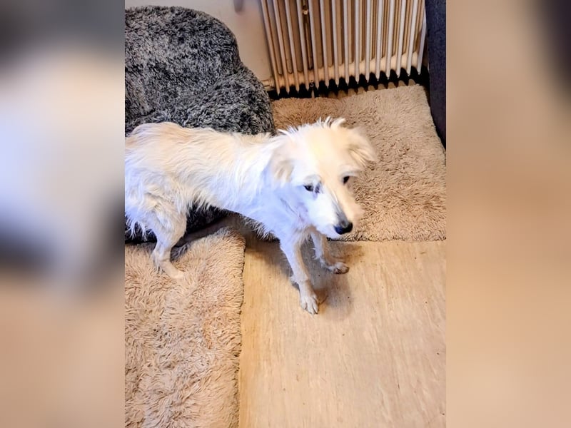 Junge Hündin Nele sucht neues Zuhause