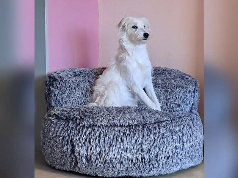 Junge Hündin Nele sucht neues Zuhause