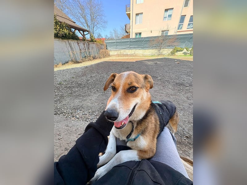 Goldige Alba sucht ihr eigenes Körbchen