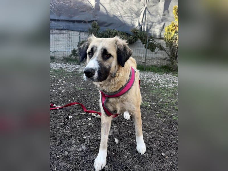 Große Odette sucht ihr eigenes Zuhause
