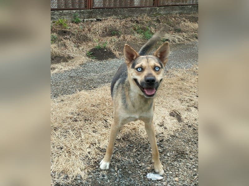 Ares mit tollen Augen sucht ein aktives Zuhause