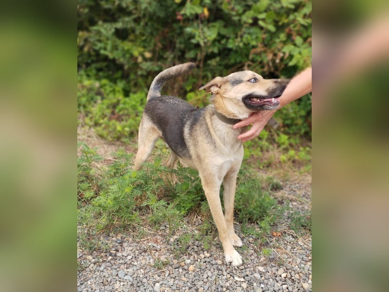 Ares mit tollen Augen sucht ein aktives Zuhause