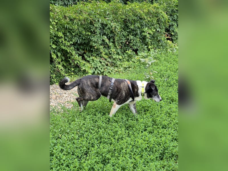 Großer Yoshi sucht liebevolle Menschen