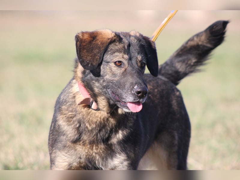 Azia - ein Traum auf vier Pfoten