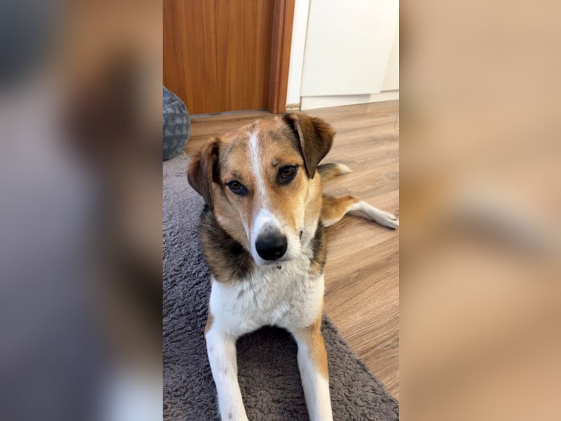 Goldige Alba sucht ihr eigenes Körbchen