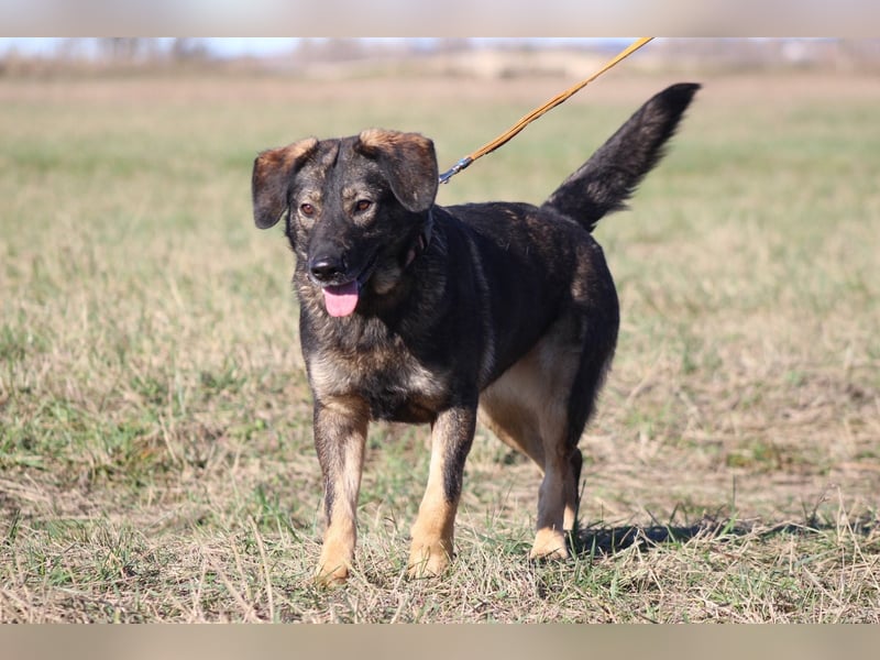 Azia - ein Traum auf vier Pfoten