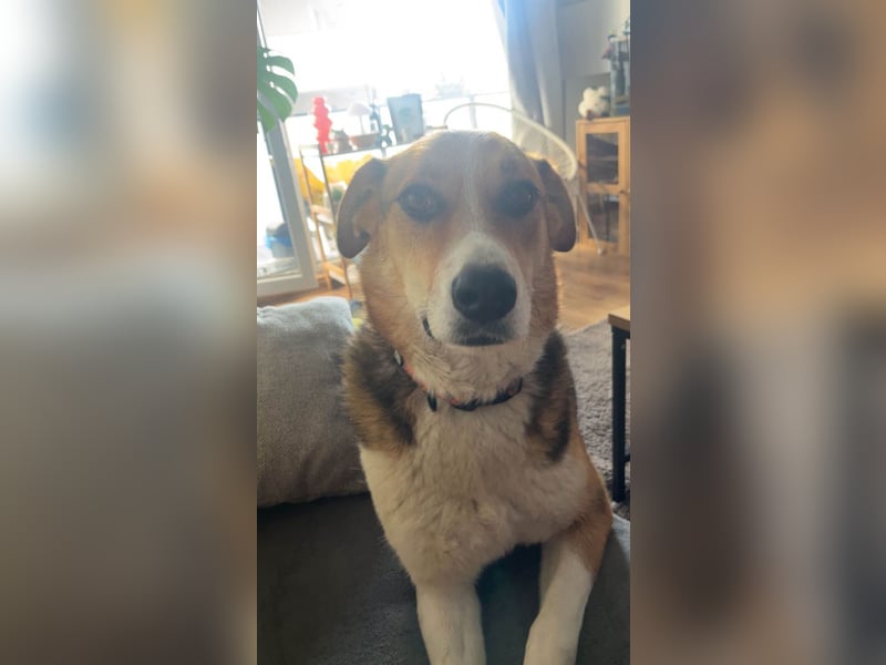 Goldige Alba sucht ihr eigenes Körbchen