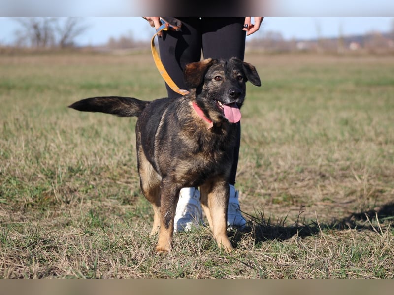 Azia - ein Traum auf vier Pfoten