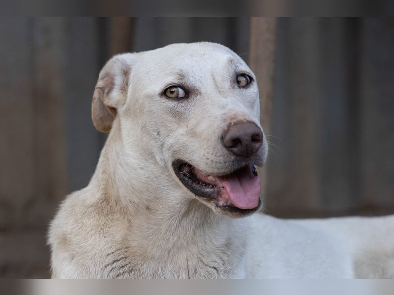 Perla