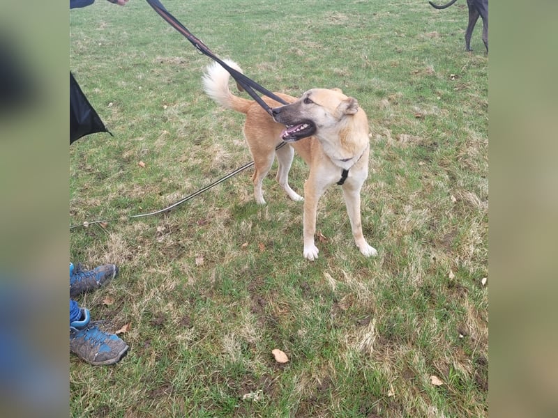 Kuki aus dem Tierschutz