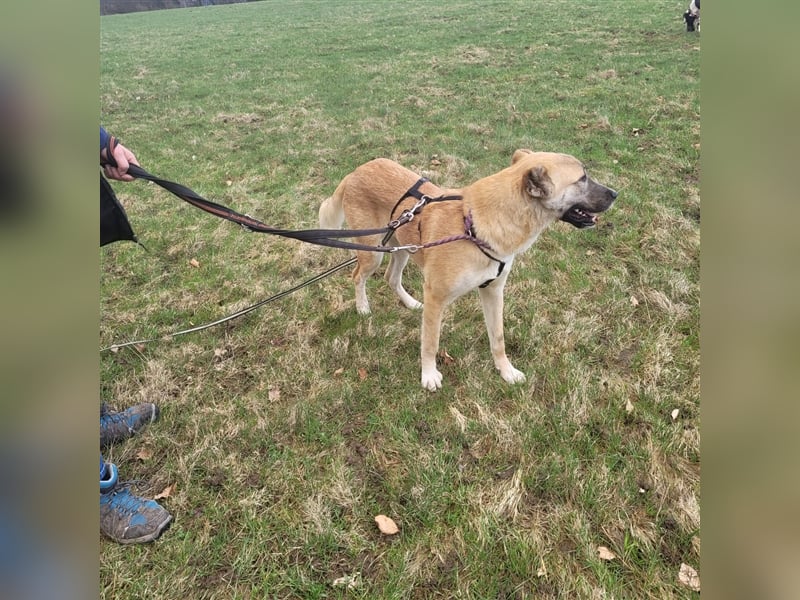 Kuki aus dem Tierschutz