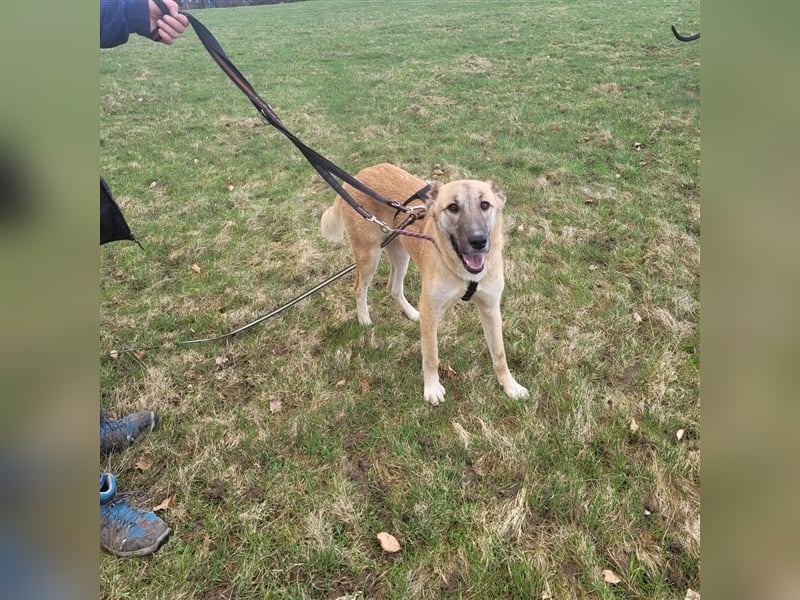 Kuki aus dem Tierschutz