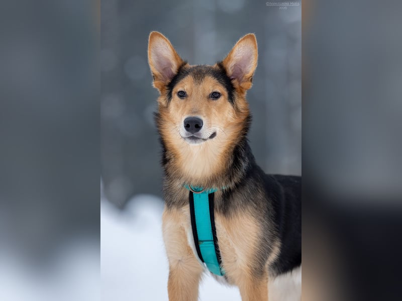 Fröhlicher Nordik sucht seine Familie