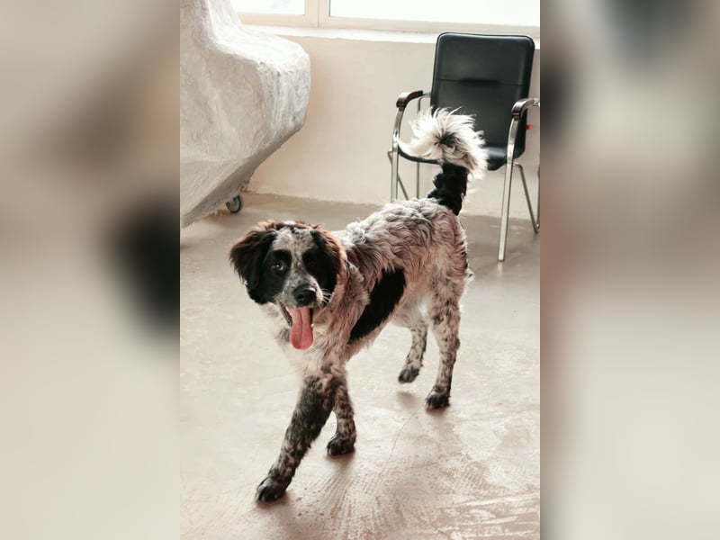 Fröhlicher Janko sucht sein Zuhause