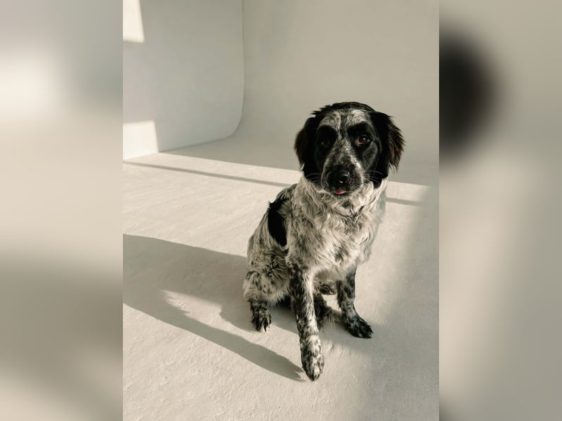 Fröhlicher Janko sucht sein Zuhause