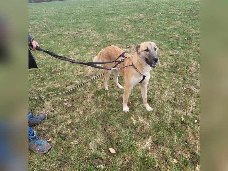 Kuki aus dem Tierschutz