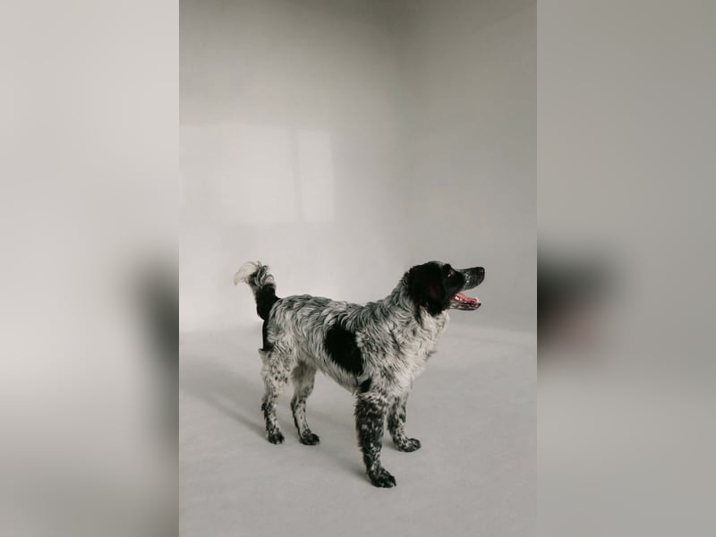 Fröhlicher Janko sucht sein Zuhause