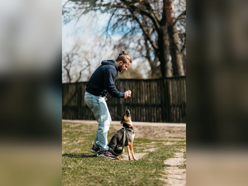 Verspielte Alpha sucht ihr Zuhause