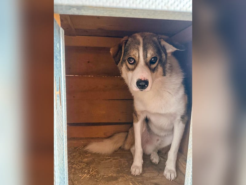 Suki - hofft ganz leise auf seine Chance