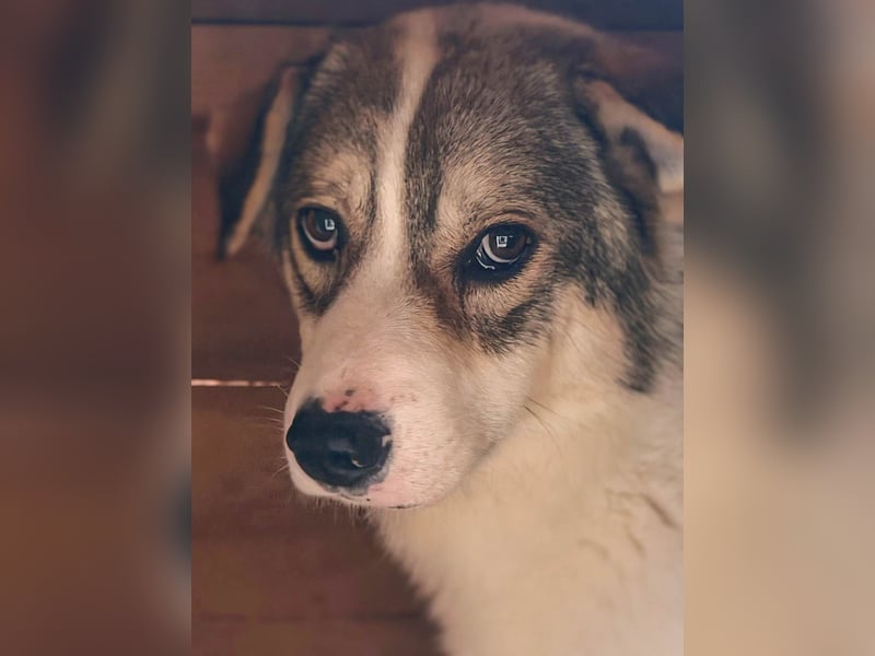 Suki - hofft ganz leise auf seine Chance