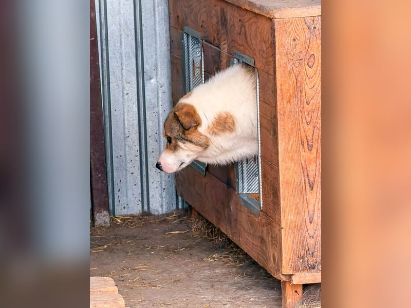 Suki - hofft ganz leise auf seine Chance
