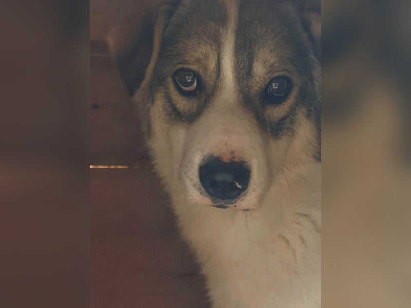 Suki ist ein schüchterner Bub