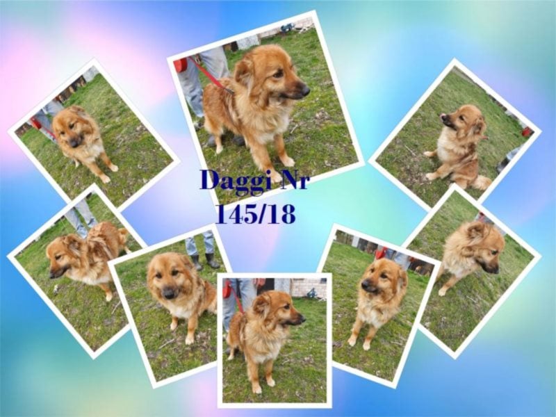 End- oder Pflegestelle für unsere Daggi gesucht!