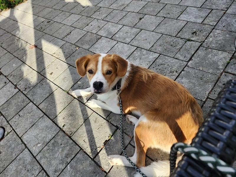 Sammy sucht sein Zuhase