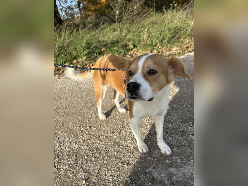 Sammy sucht sein Zuhase