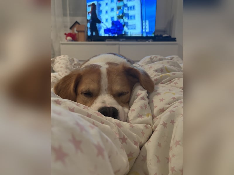 Sammy sucht sein Zuhase