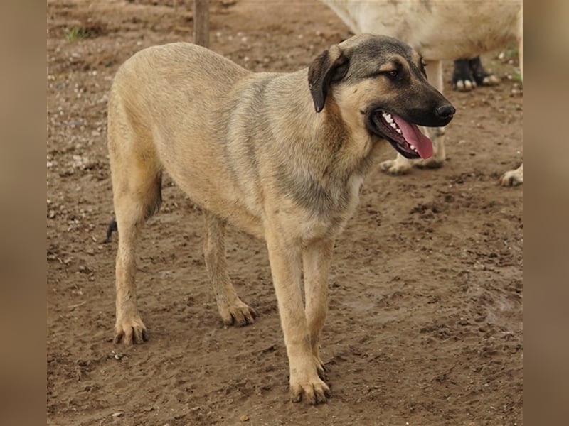 Liam, geb. ca. 09/2022, lebt in GRIECHENLAND, im städt. Tierheim Serres