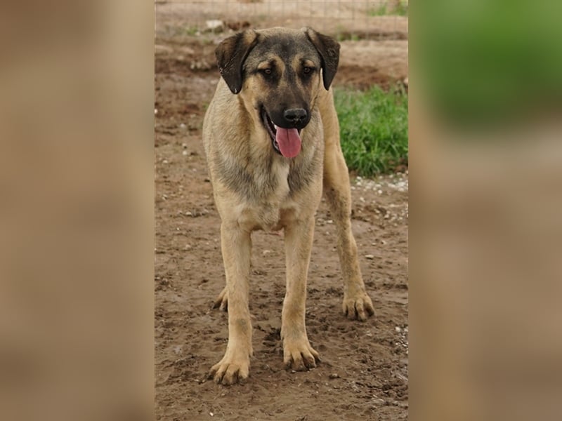 Liam, geb. ca. 09/2022, lebt in GRIECHENLAND, im städt. Tierheim Serres