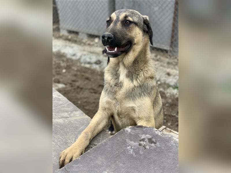 Liam, geb. ca. 09/2022, lebt in GRIECHENLAND, im städt. Tierheim Serres