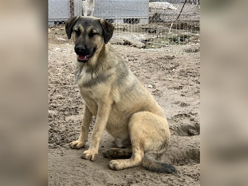 Liam, geb. ca. 09/2022, lebt in GRIECHENLAND, im städt. Tierheim Serres