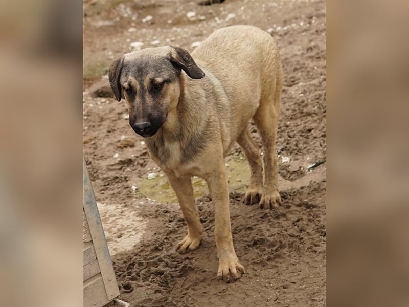 Liam, geb. ca. 09/2022, lebt in GRIECHENLAND, im städt. Tierheim Serres