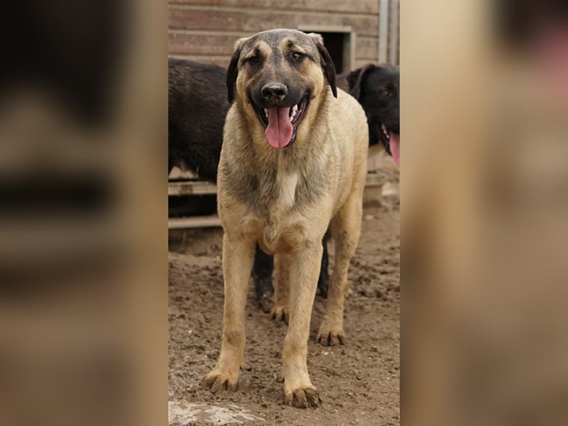 Liam, geb. ca. 09/2022, lebt in GRIECHENLAND, im städt. Tierheim Serres