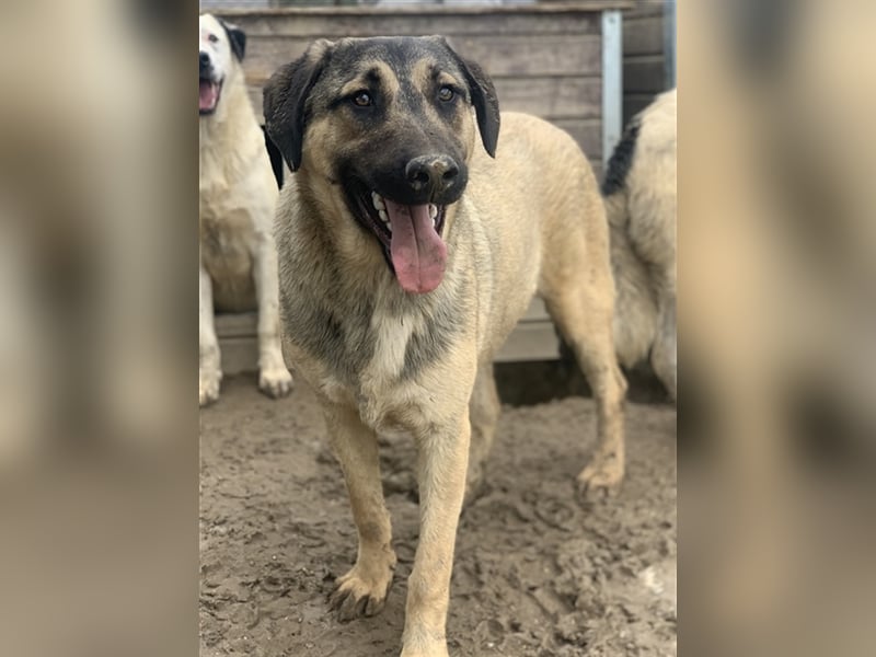 Liam, geb. ca. 09/2022, lebt in GRIECHENLAND, im städt. Tierheim Serres