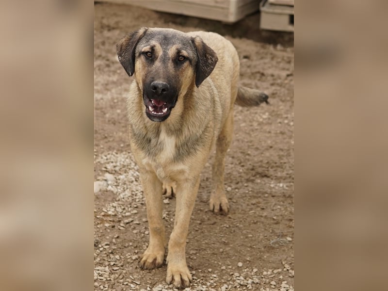 Liam, geb. ca. 09/2022, lebt in GRIECHENLAND, im städt. Tierheim Serres